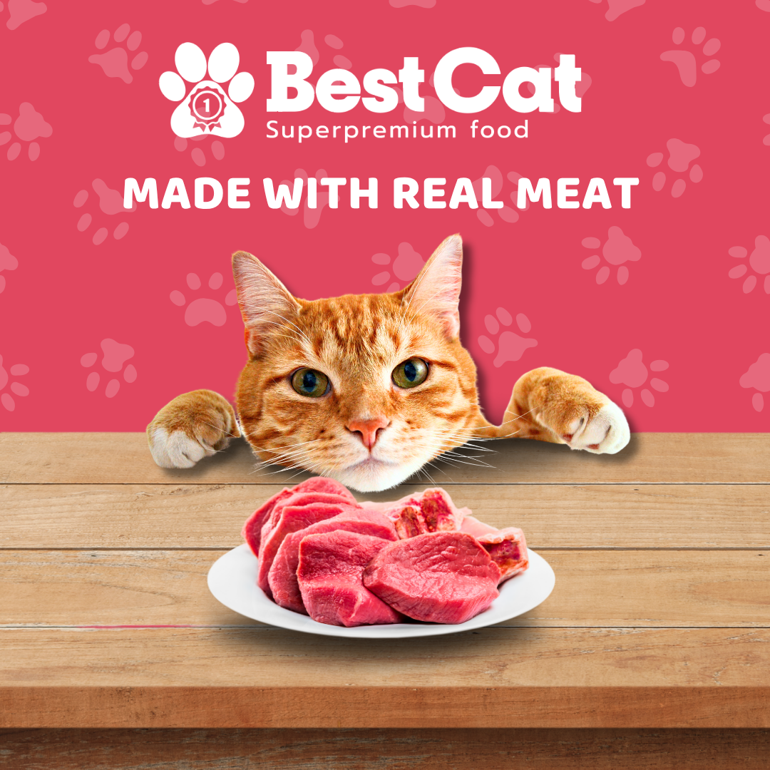 Best Cat Pouch 85g – Supreme Salmon & Classic Chicken | Wet Cat Food